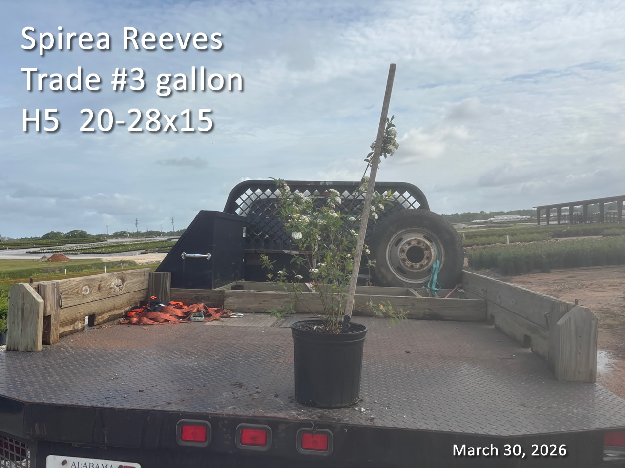 gallery/srv3t h5 mar30.jpg